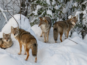 Coyote family in the shadows...