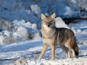 Wandering Coyote Family Member