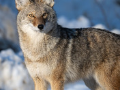 Wandering Coyote Family Member