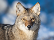 Wandering Coyote Family Member