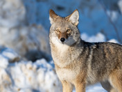 Wandering Coyote Family Member