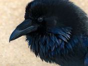 Common Raven. 