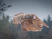 Great Gray Owl 