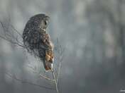 A Silent Hunter With A Thousand Yard Stare 