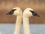 Trumpeter swans