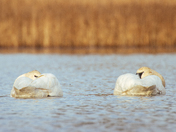 Trumpeter swans