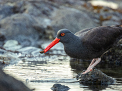 oyster catcher foraging 