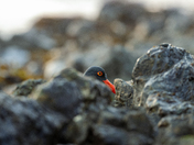 oyster catcher foraging 