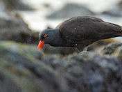 oyster catcher foraging 