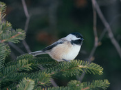 Chickadee in the Tree 