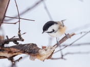 Chickadee in the Tree 