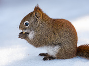 Munching Squirrel