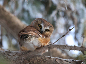 SawWhet Owl