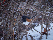 Towhee in the Bushes
