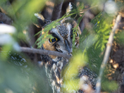 Hidden Within the Cedars