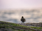 black turnstone watching the ocean