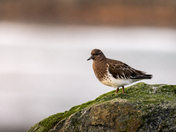 black turnstone looking over the rocks