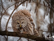 Barred owl with a snack