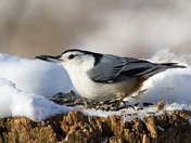 Nuthatch With Seed