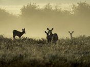 Morning Fog