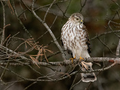 Sharp-shinned Hawk