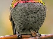 Annas in full colour