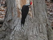 Pileated Woodpecker 