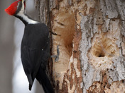 Pileated Woodpecker 