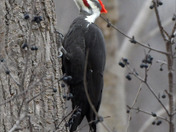 Pileated Woodpecker 