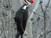 Pileated Woodpecker 