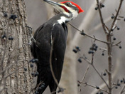 Pileated Woodpecker 