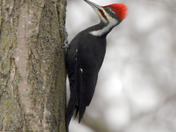 Pileated Woodpecker 