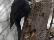 Pileated Woodpecker 