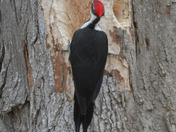 Pileated Woodpecker 