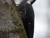 Pileated Woodpecker 