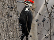 Pileated Woodpecker 