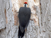 Pileated Woodpecker 