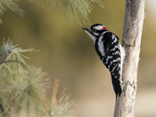 Pretty Woodpecker