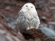 Watcher on the Coast 