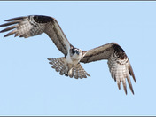 Western Osprey