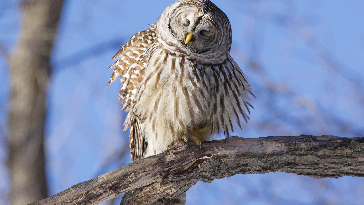 Barred owl