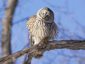 Barred owl