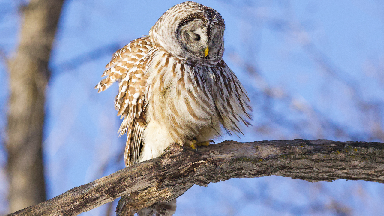 Barred owl