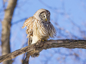 Barred owl