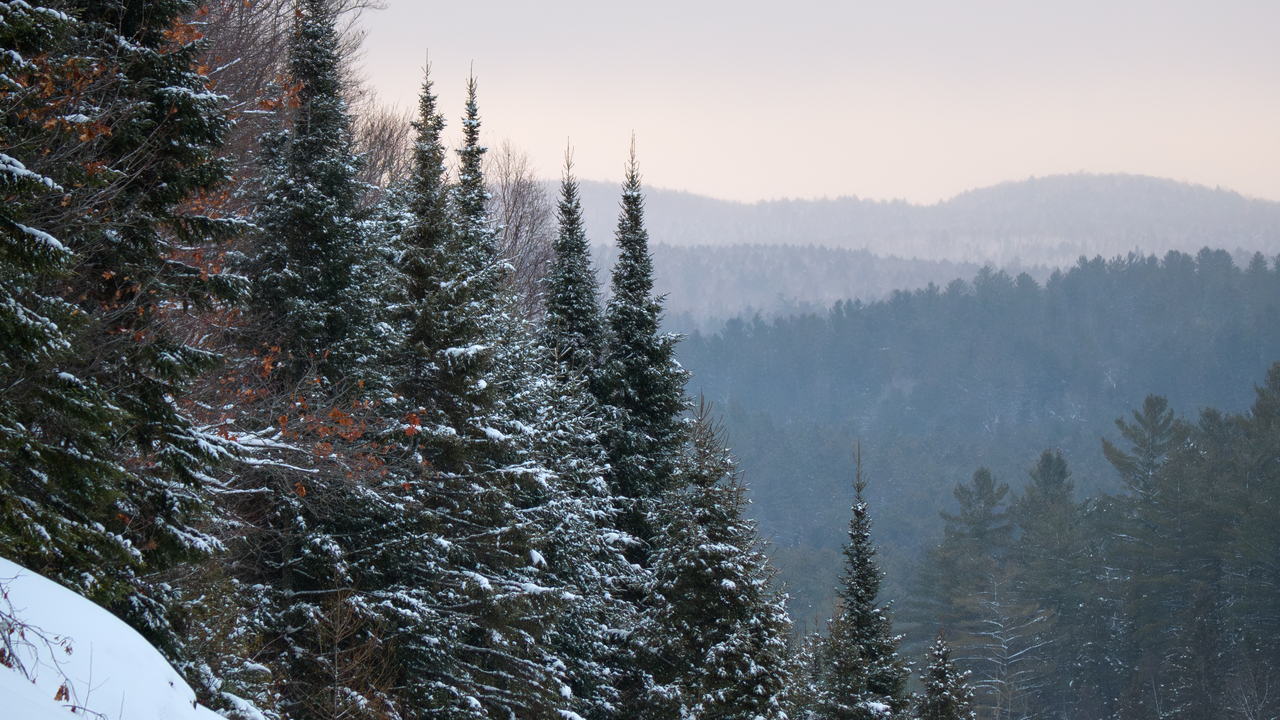 Dusk in a snowy Algonquin Park