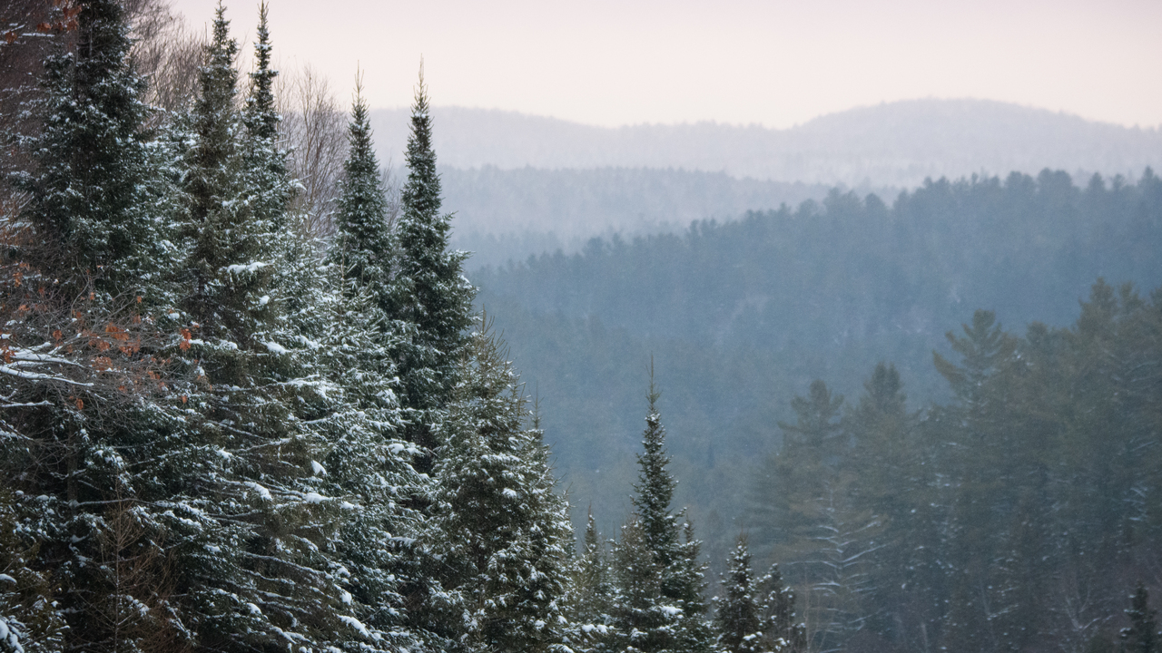 Dusk in a snowy Algonquin Park
