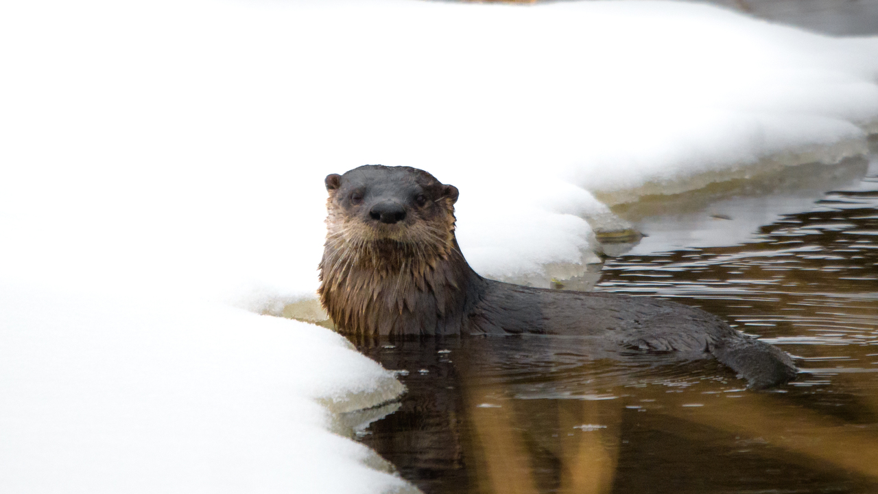 W-Otter you lookin' at