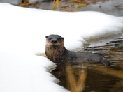 W-Otter you lookin' at