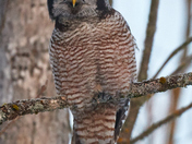 Northern Hawk Owl 