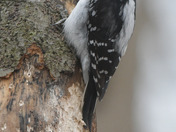 Hairy Woodpecker